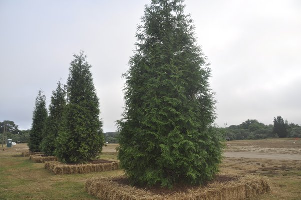 Landscape architect Christopher LaGuardia separated the parking area from the outdoor sculpture garden with towering Great Western arborvitae centered in hay bale planters. MICHELLE TRAURING