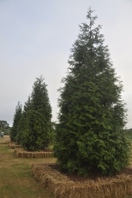 Landscape architect Christopher LaGuardia separated the parking area from the outdoor sculpture garden with towering Great Western arborvitae centered in hay bale planters. MICHELLE TRAURING