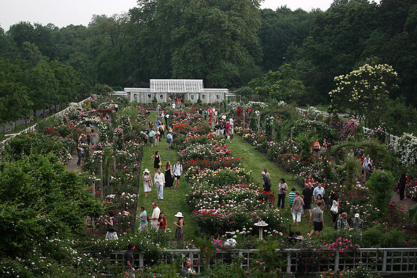 The Cranford Rose Garden.    SARAH OWENS