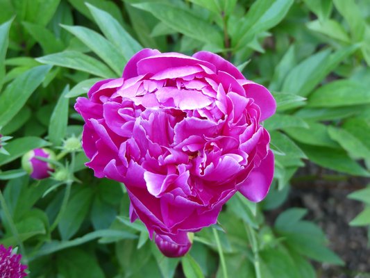 Peonies are among the most heavily perfumed flowers of the spring garden. They bloom for weeks, require little care and last for decades. ANDREW MESSINGER