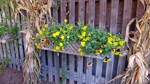 Pansies can still provide late fall color in protected locations.    ANDREW MESSINGER