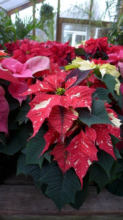 Long gone are the days of just plain red poinsettias. Breeding programs now give us a range of colors as well as patterns in this traditional holiday plant. ANDREW MESSINGER