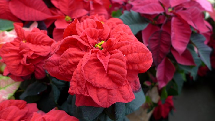 New to the poinsettia repertoire is this slightly ruffled bract that adds a new texture to a traditional color. The tiny green spot in the center of the bract cluster is the true flower buds. ANDREW MESSINGER