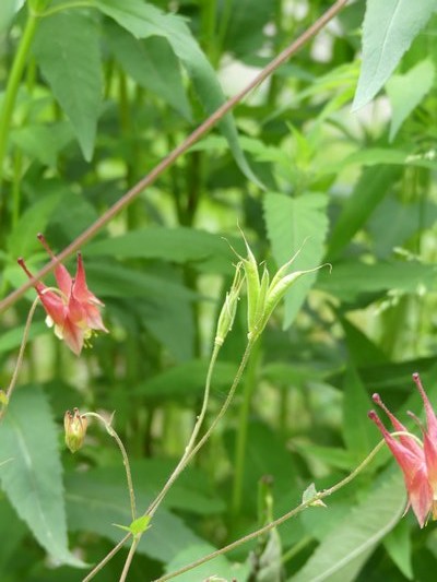 A native columbine flower, Aquilegia canadensis, on the left and right, will produce a five-lobed seed pod, center. Once ripened, the black seed inside the pod can be tapped out into a saucer. ANDREW MESSINGER