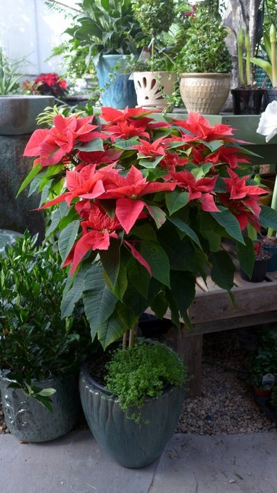 This poinsettia is referred to as a "standard" because it’s growing on a 3-foot-tall stem. Points like this are much more expensive because they take longer to grow but they’re also more dramatic and allow for a very different type of display. ANDREW MESSINGER
