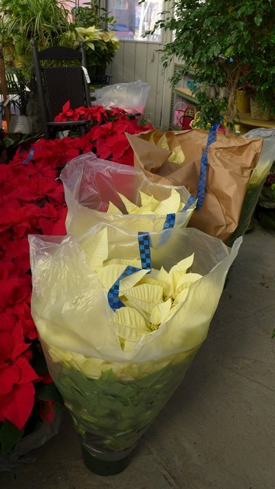 Be wary of poinsettias sold in sleeves. They may appear to be protected but if left in these sleeves for too long the foliage and bracts can be affected. Sleeves are great for moving the plants, but not for storage. ANDREW MESSINGER