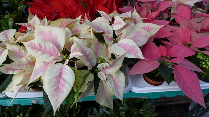These poinsettias are in small, 2-inch pots. This size is somewhat new to the market and the smaller plants make nice fillers and desktop and centerpiece plants. ANDREW MESSINGER