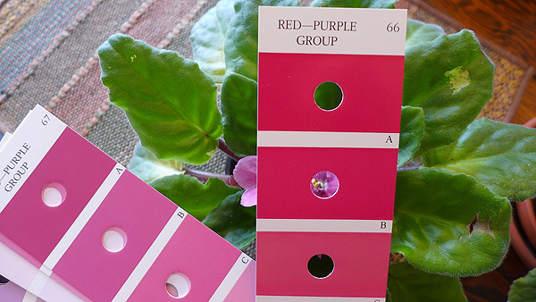By using the RHS reference swatches you can match a color swatch to a flower color through the center hole. This sample seems to be closer to the 67 red-purple group than the 66 references.   ANDREW MESSINGER