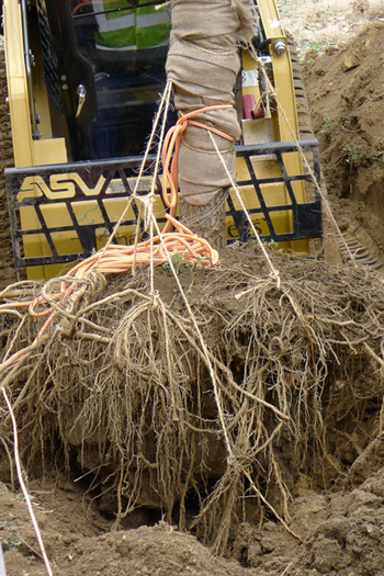 A small front-end loader with forks removes an air-spaded 30-foot-tall larch from its original planting location.