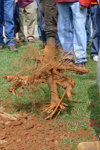 A balled and burlapped  soil ball on a 20-foot-tall shade tree that's been air spaded shows how few roots remain on a balled and burlapped tree.