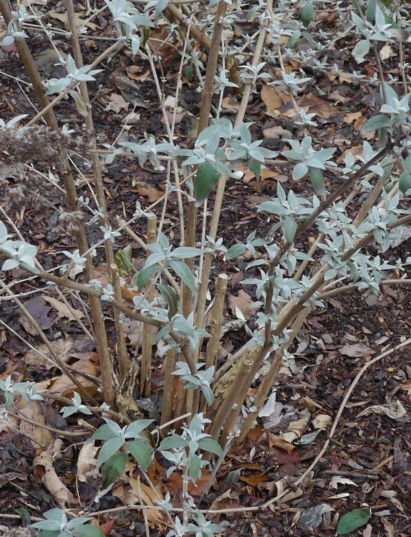 Buddleia in January 2012 showing 2011 growth with foliage remaining.  These canes will need to be pruned back. Note that the 2010 cane stubs in the center  promoted new growth in 2011.