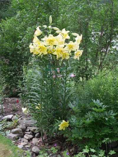 This 6-foot tall lily is tied and staked to keep it upright under the weight of the heavy flowers. A Takiron stake runs up the center of the stems, and below the flowers is a horizontal length of stretch tape holding the stems to the stake. ANDREW MESSINGER