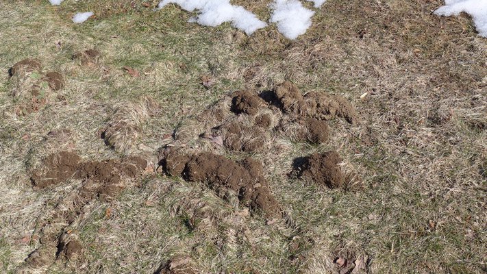 This soil mounting and tunneling was probably caused by moles early in the winter when there was snow cover but the soil was still warm. The damage gets exposed only when the snow cover melts in March. ANDREW MESSINGER