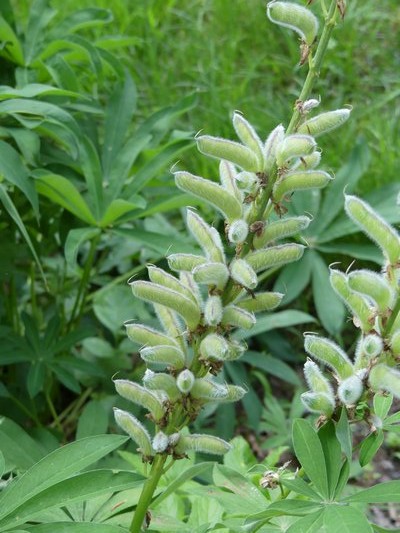 Lupine seeds ripen in pods like peas. When the pods turn brown they split open and expose the brown, ripe seed. ANDREW MESSINGER
