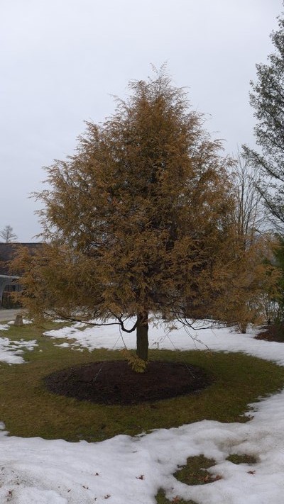 This hemlock was transplanted in 2013. In mid-winter it began to brown, and its survival is now in doubt. The cause may be winter damage to the roots. ANDREW MESSINGER