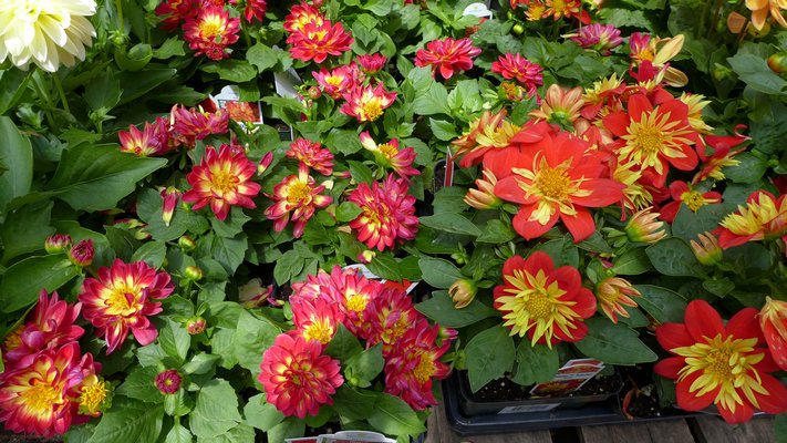 Bedding or seed dahlias vary in color and can be in pots or cell packs. This variety, Marissa, grows only 6 to 8 inches tall.  ANDREW MESSINGER By Andrew Messinger