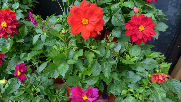 Unlike tuberous dahlias, most bedding dahlias remain compact and uniform and do not need disbudding or pinching.  ANDREW MESINGER By Andrew Messinger