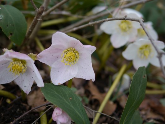 A very simple hellebore with single white flowers slightly tinged with pink striations. The backside of the petals are much pinker and more visible from above. ANDREW MESSINGER