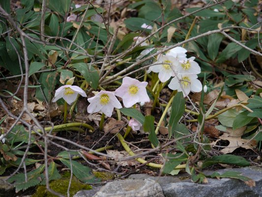Planted along a low stone retaining wall, this single while hellebore row runs about 20 feet long and blooms in early March. ANDREW MESSINGER