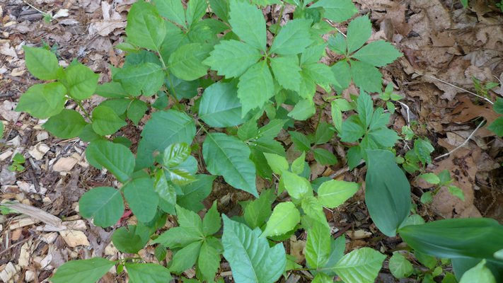 Poison ivy often grows up tree trunks. Note the color variation from glossy red to green. BY ANDREW MESSINGER