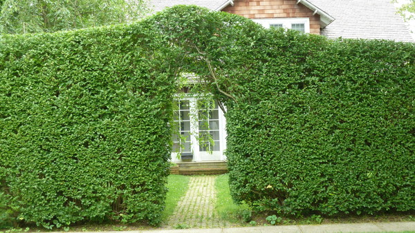 Privet is a prevalent screen here on the East End.   LIZ ROBERTSON