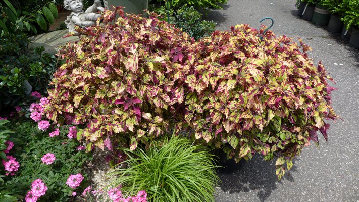 Shown in late September, the coleus in the center of this 24-inch terracotta pot reaches 2 feet above the annuals planted at the pot rim, and anemones reach above and through the coleus. ANDREW MESSINGER