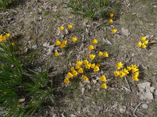 Crocuses should be planted in drifts or groups, and they look great winding through the late winter tundra. ANDREW MESSINGER