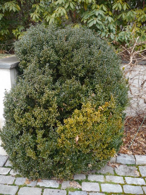 Off coloring on boxwood can often be caused by winter damage or root damage. This should not be confused with boxwood blight.    ANDREW MESSINGER