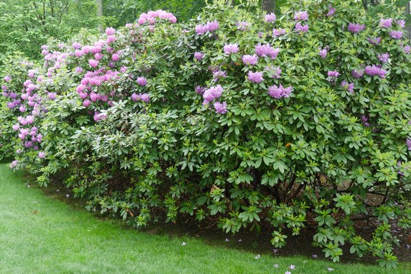 Peonies (foreground) can be grown in light shade but may require better caging or staking. Woodland ferns do even better in shade. ANDREW MESSINGER