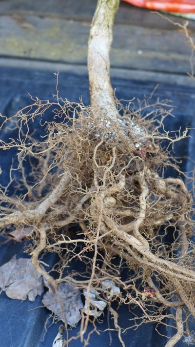 With all the soil removed, only the roots remain of this magnolia "Spring Peppermint," which died two years after planting. ANDREW MESSINGER