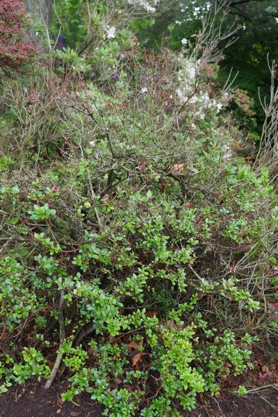 Azaleas severely damaged by a hot, dry summer followed by a record cold winter can recover in three to five years with heavy pruning by someone knowledgeable. ANDREW MESSINGER