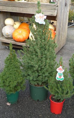 Potted Christmas trees come in a variety of sizes and types. Keep them outdoors until just before Christmas plant them right after the holidays in a pre-dug hole. ANDREW MESSINGER