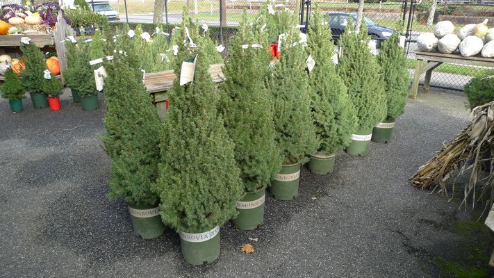The Alberta spruce can be found from about 1 foot tall up to 6 feet tall. Keep in mind that these potted trees need to be kept cool and planted outdoors after the holiday but their size makes them great for small indoor spaces. ANDREW MESSINGER
