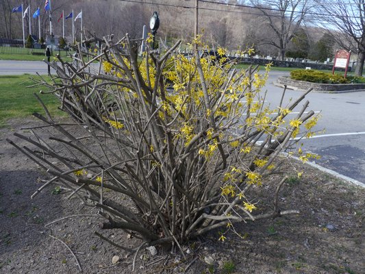 This forsythia was pruned in late summer, removing 90 percent of the flower buds. The inner twigs were uncut so the only flower buds left for spring color were on the inside of the shrub.  ANDREW MESSINGER