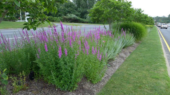 Invasive lythrum in the median entering Hampton Bays. ANDREW MESSINGER ANDREW MESSINGER