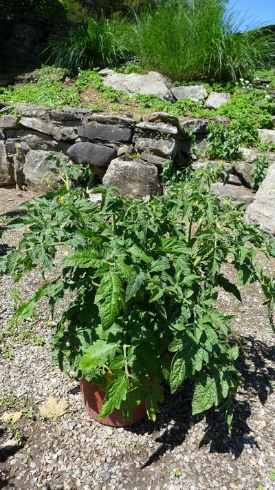 This large potted "patio" tomato was flowering and fruited in a garden center last weekend. An excellent choice for a balcony, patio or deck, it will easily get pot-bound, so repotting will reduce the need to water. ANDREW MESSINGER