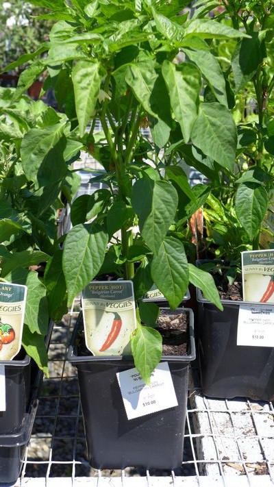 At 10 bucks a pop these 6-inch potted peppers are costly, but perfect for "Juners." ANDREW MESSINGER