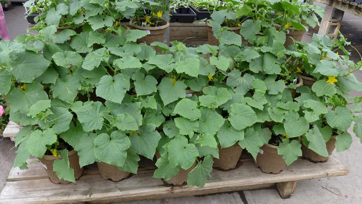 In 12-inch fiber pots, these flowering cucumber plants can make up for lost time if you're a bit tardy. Just plant the pot, let the bees do their magic and in three or four weeks ... cukes. ANDREW MESSINGER
