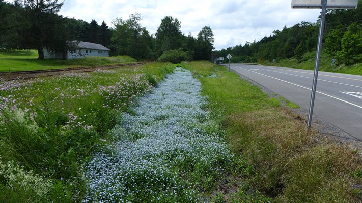 The attractive blue myosotis alpestris is an invasive that can choke wetlands and streams as well as drainage ditches. ANDREW MESSINGER ANDREW MESSINGER