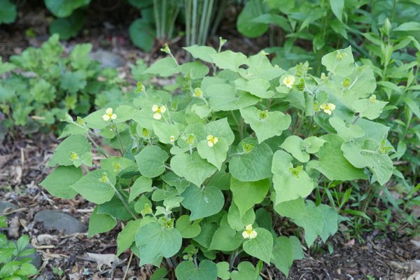 Saruma henryi, with its velvety, heart-shaped foliage and three-petaled yellow flowers, will bloom from May through August as long as the spent flowers are removed. Disease- and insect-free, it is absolutely hardy for light shade. ANDREW MESSINGER