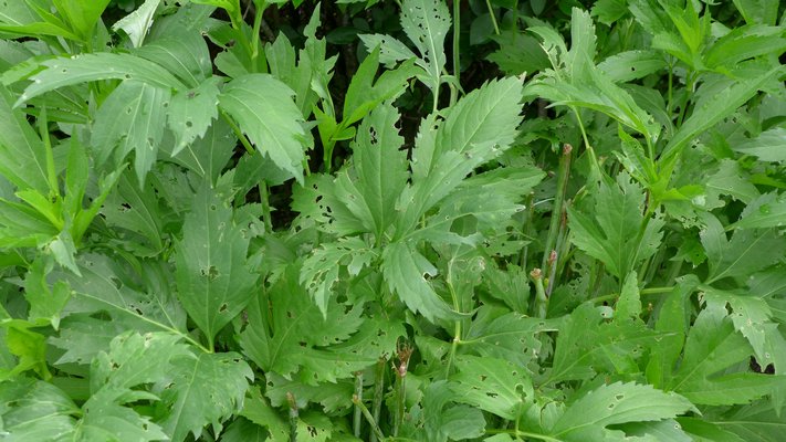 Slug damage is easily confused with chewing-insect damage, but insects usually chew on leaf edges. In this case, the damage to the dahlia leaf interior is clearly from slugs. ANDREW MESSINGER