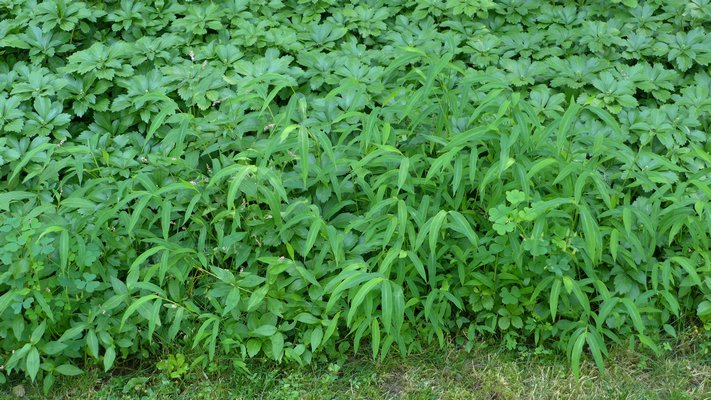 The aggressive pachysandra (background) will be quickly overtaken and choked out by the invasive Japanese Stilt Grass (foreground). ANDREW MESSINGER