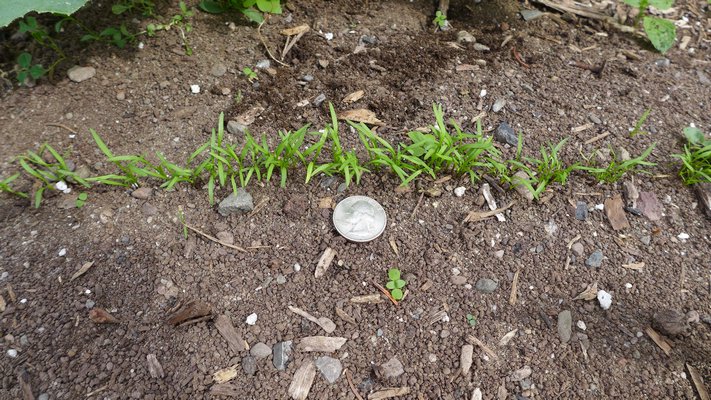 Carrot seedlings planted in late July are ready for thinning, then harvesting in October and November. ANDREW MESSINGER