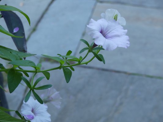 Trailing types of petunias will grow and flower at their ends, but if the stems are pinched every few weeks they will bloom until mid-fall. ANDREW MESSINGER