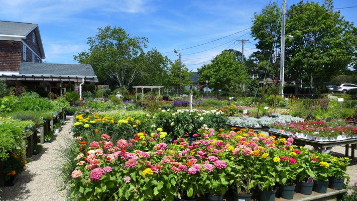 Local garden centers are full of late-blooming and late-started annuals that can be used for hole fillers. ANDREW MESSINGER