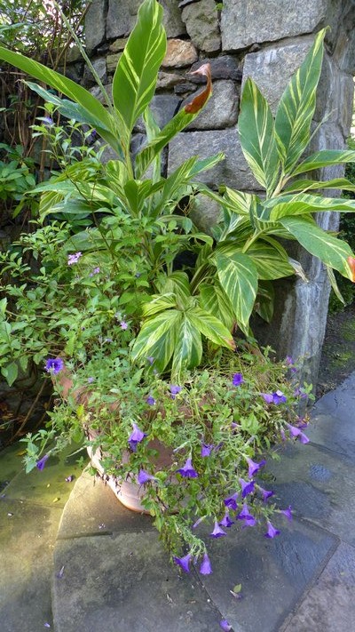 Planters and pots can become holey also. If the leggy petunias in this pot were cut back in July, they would be lush and full again in September. ANDREW MESSINGER