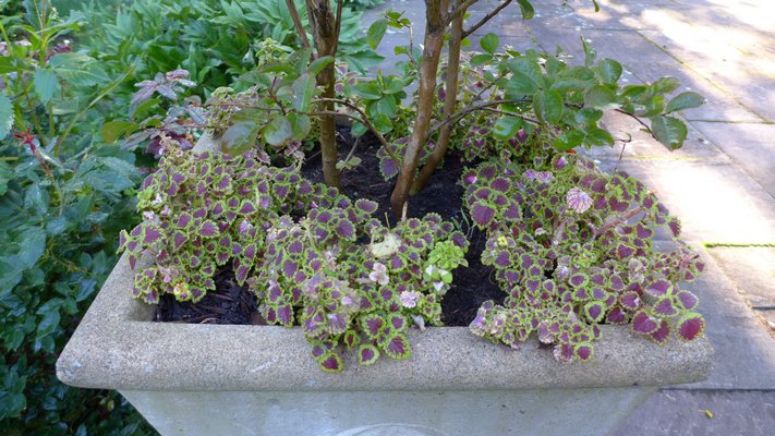 The coleus around the edge of this concrete planter became tall, leggy and holey. Cut back in mid-July so they will fill out and regrow for a fuller appearance through the rest of the season. ANDREW MESSINGER