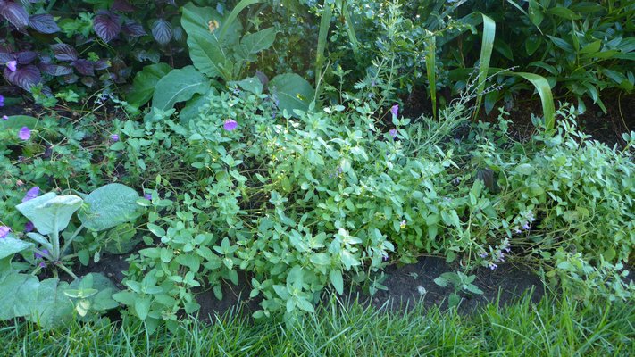 The catmint in the foreground has become holey but  cutting it back it will allow it to fill in and rebloom in September. ANDREW MESSINGER