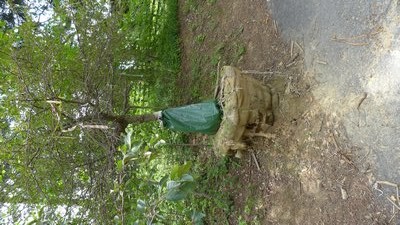 The root ball of this crabapple was damaged during transport (bottom left) and as a result the ‘shoot’ system above is starting to die back. Pass on this one. ANDREW MESSINGER