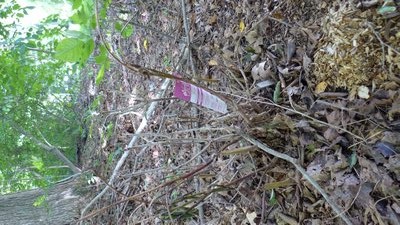 Three months after purchase at a local nursery this rhododendron is toast. A reputable nursery will have no issue with a replacement or refund. ANDREW MESSINGER